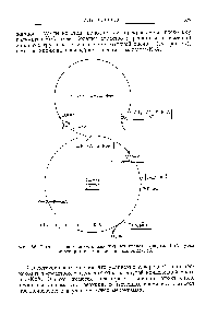 Фиг. 86. Синтез <a href="/info/573496">высокомолекулярных жирных кислот</a> из ацетил-КоА путем <a href="/info/1007157">многократной конденсации</a> малонил-КоА.