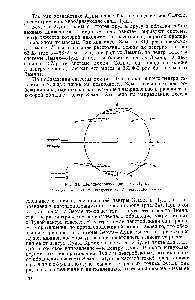 Рис. 34. Приливообразующие силы Луны, у — <a href="/info/1895536">сила тяготения</a>, 2 — центробежная, 3 — равнодействующая.
