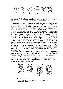 Рис. 64. Эндополиплоидия в корнях шпината 