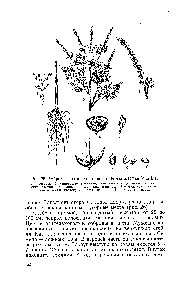 Рис. 26. <a href="/info/943495">Амброзия полыннолистная</a> (Ambrosia artemisiifolia L.) I — всходы 2 — цветущее растение 3 — <a href="/info/1281261">соцветие</a> (мужские и жен-ские цветки) 4—корзинка мужских цветков 5 — мужской цветок б — <a href="/info/1349545">женский цветок</a> 7 — ложный плод 5 — плод семя.
