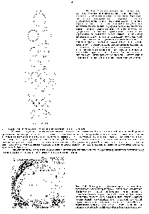Рис. 15-27. Эта схема показьшает, как из одного оогония Drosophila образуется 15 клеток-кормнлнц н один ооцит все они <a href="/info/26849">связаны между</a> <a href="/info/1795776">собой</a> <a href="/info/511039">цитоплазматическими мостиками</a>. При каждом митозе все клетки однократно делятся при <a href="/info/1897578">первом митозе</a> из клетки