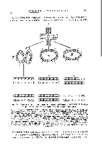 Фиг. 76. Схематичное изображение жизнеспособных и летальных комбинаций хромосом у гетерозиготы по транслокациям.