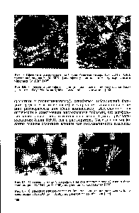 Рис. 6.7. <a href="/info/1154832">Оптическая микрофотография</a> (при скрещенных николях) пленки блок-сополнмера ПС/ПЭО (ю = 0,196), полученной из этилбензола [200].