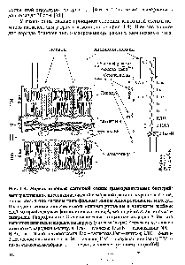 Рис. 1.4. Модель строения клеточной стенки грамотрицательных бактерий 