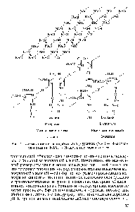 Рис. 25. <a href="/info/325342">Схема строения</a> пептидогликана (муреина). (NAG — N-<a href="/info/966">ацетил-глюкозамин</a> NAM — N-<a href="/info/97537">ацетилмурамовая</a> кислота)