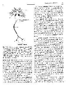 Рис. 19.10. Схематическое изображение нейрона <a href="/info/100587">коры головного мозга</a> человека с указанием некоторых гистологических особенностей, характерных для <a href="/info/186983">болезни Альцгеймера</a>. У синапсов образуются сенильные бляшки, содержащие амилоидные скопления и обломки клеток, В <a href="/info/104089">теле нейрона</a> накапливаются нейрофибриллы, включающие агрегаты из <a href="/info/1392057">белков цитоскелета</a> и <a href="/info/1849696">других белков</a>. Происходят и <a href="/info/1598550">другие изменения</a>, здесь не показанные.