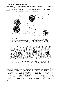 Рис. 3. Влияние хронического у-облучения растений на состояние цитоплазмы в <a href="/info/700582">клетках пыльцы</a> пшеницы слева — разрушение цитоплазмы в <a href="/info/1406805">центре клетки</a> справа — цитоплазма сжата в комочек в центре клетки