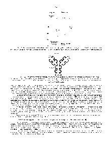 Рис. 10-67. <a href="/info/16101">Структура молекулы</a> антитела (иммуноглобулинов). Эта <a href="/info/1715170">молекула состоит</a> из <a href="/info/1696521">двух</a> идентичных <a href="/info/104561">тяжелых цепей</a> и <a href="/info/1696521">двух</a> идентичных легких пеней (выделены цветом). Каждая тяжелая пень содержит четыре сходных <a href="/info/168907">ковалентно связанных домена</a> Каждая легкая пень имеет в своем составе два таких домена Каждый домен кодируется отдельным экзоном вероятно, все экзоны возникли в результате дупликации