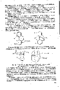 Рис. 66. <a href="/info/560894">Конфигурационная формула</a> морфина (а) и схема рецептора клетки, на который действует морфин (6)