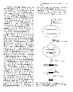 Рис. 20.28. Отбор гибридов. Гибридизацией с ДНК <a href="/info/199967">геномного клона</a> отлавливают кДНК-клон, амплифицируют его, клонируют и тестируют.
