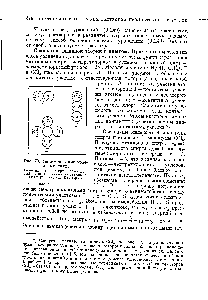 Рис. 79. <a href="/info/986930">Геометрические модели молекул</a>, /—<a href="/info/8123">метиловый спирт</a> II—<a href="/info/7424">этиловый спирт</a> 1Л—четыреххлори-отый углерод (по Баркеру).