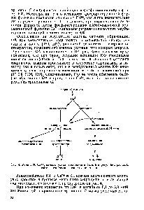 Рис. 4. Роль КФ, Са +, кальмодулииа, тропонина и актина в <a href="/info/1350831">регуляции распада</a>, синтеза гликогена и сокращения мышц
