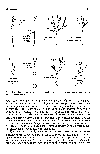 Рис. 4.16. <a href="/info/1877116">Типы нейронов</a> и их ветвей. Дендриты аксоны — светлые.