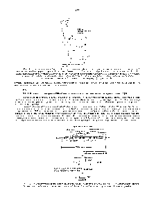 Рис. 9-83. Строение <a href="/info/117813">разветвленной цепи</a> РНК. образующейся при сплайсинге РНК. А-нуклеотгш. выделенный цветом. - это тот же самый нуклеотид, который фигурировал на рис. 9-82 здесь показано ответвление, образующееся на <a href="/info/1485656">первой стадии реакции</a> сплайсирова-ния. На этой стадии 5 -конец <a href="/info/1434507">последовательности интрона</a> разрезается и его <a href="/info/105049">фосфатная группа</a> ковалентно связывается с 2 -ОН-рибозной группой А-нуклеотида, расположенного на расстоянии 30 нуклеотидов от З -<a href="/info/1404452">конца последовательности</a> интрона. <a href="/info/117813">Разветвленная цепь</a> остается в вырезаемой