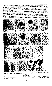 Рис. 4.13. Мейоз при микроспорогенезе у кукурузы 2п = 20 (фото И. Н. Голубовской). 