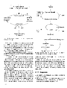 Рис. 6,22. Регуляция <a href="/info/1510146">аэробного распада</a> глюкозы и глюконеогенеза в <a href="/info/1280160">печени энергетическим</a> зарядом клетки.