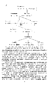 Рис. 14.5. Замещение хромосом у пшеницы путем <a href="/info/700600">многократных скрещиваний</a> с родительским нуллисомиком (по Ф. Эллиот, 1961)