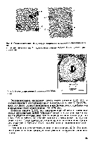 Рис. 6. Схема кристаллитной структуры кварцевого и <a href="/info/499955">натриево-силикатного</a> стекла