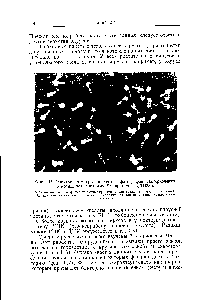 Фиг. 115. Электронно-микроскопическая фотография бактериофагов, относящихся к штамму 12 (примерно X 34 ООО).