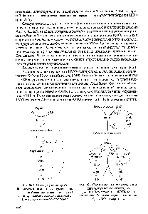 Рис. 26.5. <a href="/info/25482">Схема регуляции</a> <a href="/info/296751">путей биосинтеза</a> пиримидиновых нуклеотидов 