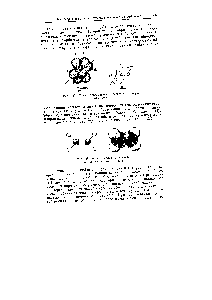 Рис. 127. Схема образования п-свяэей в молекуле ацетилена.
