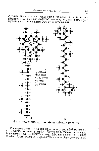 Фиг. 5. <a href="/info/33591">Модель структуры</a> хлорофилла о (Л) и р-каротина (Б).