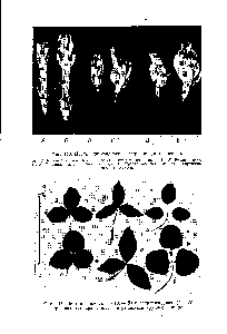 Фиг. 144. Листья диплоидного А —В) и тетраплоидного (Г— ) <a href="/info/952307">красного клевера</a>. Листья тетраплоидов крупнее и шире.