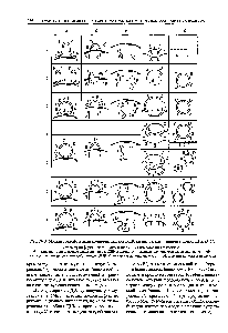 Рис. 10.3. <a href="/info/1909551">Модели трансформации</a> компетентных клеток 5. subtilis <a href="/info/304850">разными типами</a> молекул ДНК 1-7).
