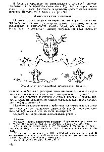 Рис. 26. Лягушки, отравленные вератрином (по Фюнеру).