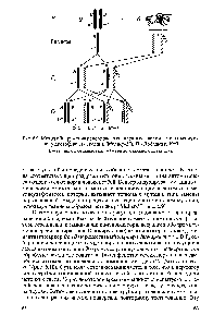 Рис. 6.9. <a href="/info/18929">Метод обнаружения</a> рецессивных сцепленных с полом <a href="/info/101528">летальных мутаций</a> у дрозофилы (методика Меллер-5 ). По Лобашеву, 1967.
