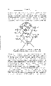 Рис. 2-4. <a href="/info/713756">Структура клатрата</a> гидрохинона. Окружность вверху выделяет одну клетку [189].