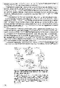 Рис. 17.5. <a href="/info/376711">Схематическое изображение</a> <a href="/info/38993">циклического образования</a> и распада актиномиозинового комплекса в процессе мышечного сокращения 