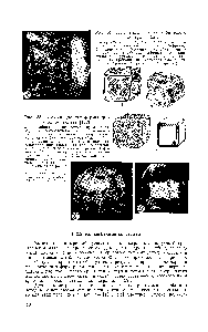 Рис. 34. <a href="/info/19845">Кристаллы алмаза</a> кубического габитуса [152] 