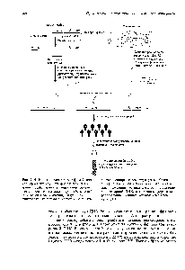 Рис. 9.14. Использование харон-фага X для <a href="/info/1549418">клонирования крупных фрагментов</a> ДНК У1ЫШИ. <a href="/info/1391721">Эффективное клонирование</a> оказывается возможным благодаря действующей in vitro <a href="/info/70459">системе упаковки</a>, полученной из ин- )ицированных фагом X клеток Е. соИ. Эта