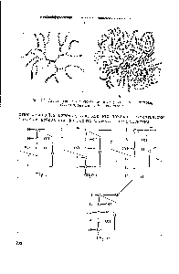 Рис. 12. <a href="/info/659907">Схема строения молекул</a> полисахаридов А — амилозы Б — амилопектина В — гликогена
