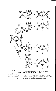 Рис. 4-8. <a href="/info/332405">Промежуточные комплексы</a>, образующиеся в <a href="/info/1634929">результате нуклеофильной атаки</a> на фосфолан.