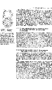 Рис. 19-18. Сильно схематизированное изображение группы растительных клеток, соединенных плазмодесмамн. <a href="/info/101065">Плазматическая мембрана</a>, выстилающая плазмодесмы, разделяет весь объем растения на два <a href="/info/509738">компартмента</a> вне-клеточвый (апопласг) и внутрн-клеточный (<a href="/info/510658">симпласт</a>). Для большей ясности схемы <a href="/info/33182">клеточные органеллы</a> не показаны.