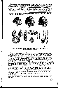 Рис. 182. Ископаемые предки человека. <a href="/info/1411162">Синантроп</a> (Л), неандерталец ( ), кроманьонец (В) и их орудия.