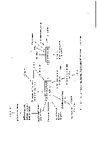 Фиг. 9. <a href="/info/626677">Сводная схема превращений</a> <a href="/info/957">глутаминовой кислоты</a> и глутамина.