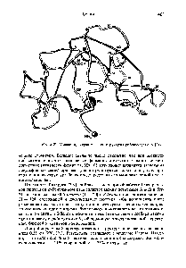 Рис. 3-25. <a href="/info/578909">Модель пространственной</a> структуры рибонуклеазы А [218].