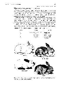 Таблица 2.3. Генетическое определение окраски меха у кроликов