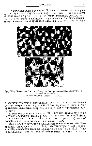 Рис. 26.14. <a href="/info/128576">Мальтийский крест</a>, образующийся при наблюдении сферолитов в поляризованном свете, а—полиэтилен б — -полипропиленоксид.