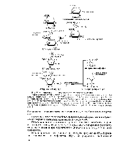 Рис. 33. <a href="/info/196576">Реакции гликолиза</a>, гликогенолиза и спиртового брожения