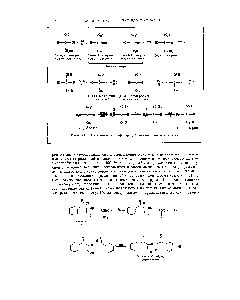 Рис. 24.1. <a href="/info/1106558">Соотношение конфигураций</a> аминокислот и углеводов.