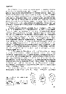 Рис. 66. <a href="/info/199469">Схема различных</a> типов амитоза ядер 