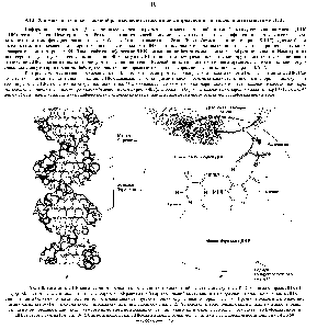 Рис. 9-8. Узнавание ДНК-<a href="/info/1416121">связывающими белками</a> определенных пар оснований в составе молекулы ДНК. А. <a href="/info/32844">Двойная спираль</a> ДНК (В-форма) цветом выделены большая и малая бороздки Края каждой <a href="/info/18985">пары оснований</a> выступают в эти бороздки, что дает возможность ДНК-<a href="/info/1416121">связывающим белкам</a> опознавать <a href="/info/1048199">различные последовательности</a> нуклеотидов, образуя с ними <a href="/info/917">водородные связи</a>. Предполагаемое <a href="/info/573839">взаимодействие аминокислоты</a> и А-Т-пары схематически изображено на Б (вид вдоль оси спирали). <a href="/info/511954">Расположение водородных связей</a> донорных и <a href="/info/1124637">акцепторных групп</a> в этой бороздке различно для каждого из четырех <a href="/info/604668">возможных сочетаний</a> нуклеотидных пар. Необходимо отметить, что В-форма спирали ДНК правозакручена (см. рис. 3-4). <a href="/info/33360">Сайт-специфические</a> ДНК-<a href="/info/1416121">связывающие белки</a> могут узнавать последовательности длиной от 4 до 50