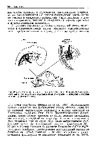 Рис. 23-4. Схема трансплантации зачатка тимуса или <a href="/info/104715">фабрициевой сумки</a> в со-матоплевру (/) 3-суточного зародыша птиц. 2 — третий и четвертый глоточные карманы (зачаток тимуса).