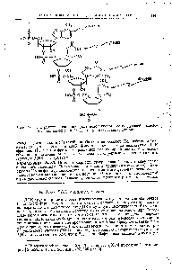 Рис. 20-11. Структура цепи рибонуклеиновой кислоты со следующей <a href="/info/1386911">последовательностью оснований</a> аденин, урацил, гуанин, цитозин.