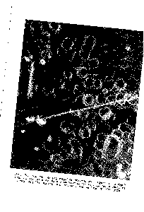 Рис. 75. Типичная микрофотография окисленного графита, на которой можно видеть двойникования и параллельные ямки травления. Базисная плоскость ООО/ окислена в кислороде в течение 2 час при 800° (Х250),