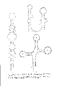 Рис. 4.23. <a href="/info/1546906">Возможные схемы</a> <a href="/info/35984">вторичной структуры</a> аланиновой тРНК из дрожжей